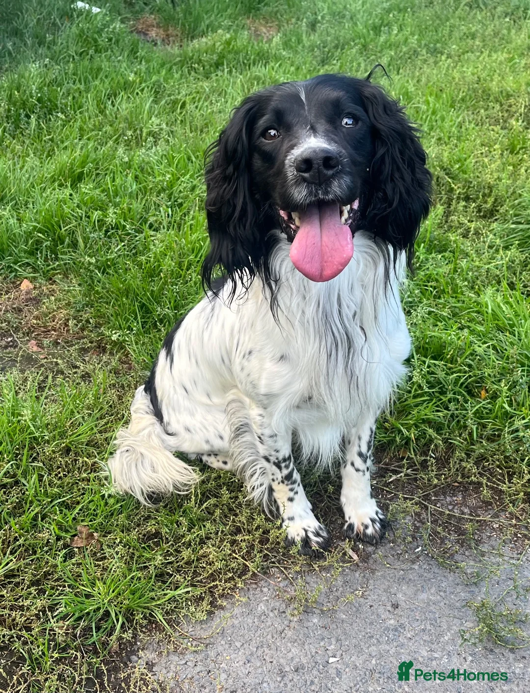 English Springer Spaniel dogs for stud: FTCH x FTCH springer foe stud - Advert 1