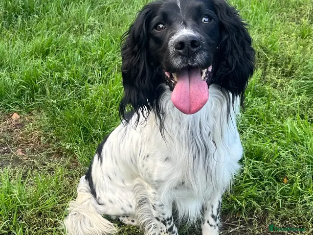 English Springer Spaniel dogs for stud: FTCH x FTCH springer available for stud - Advert 1