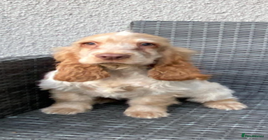 Cocker Spaniel dogs - Advert 10
