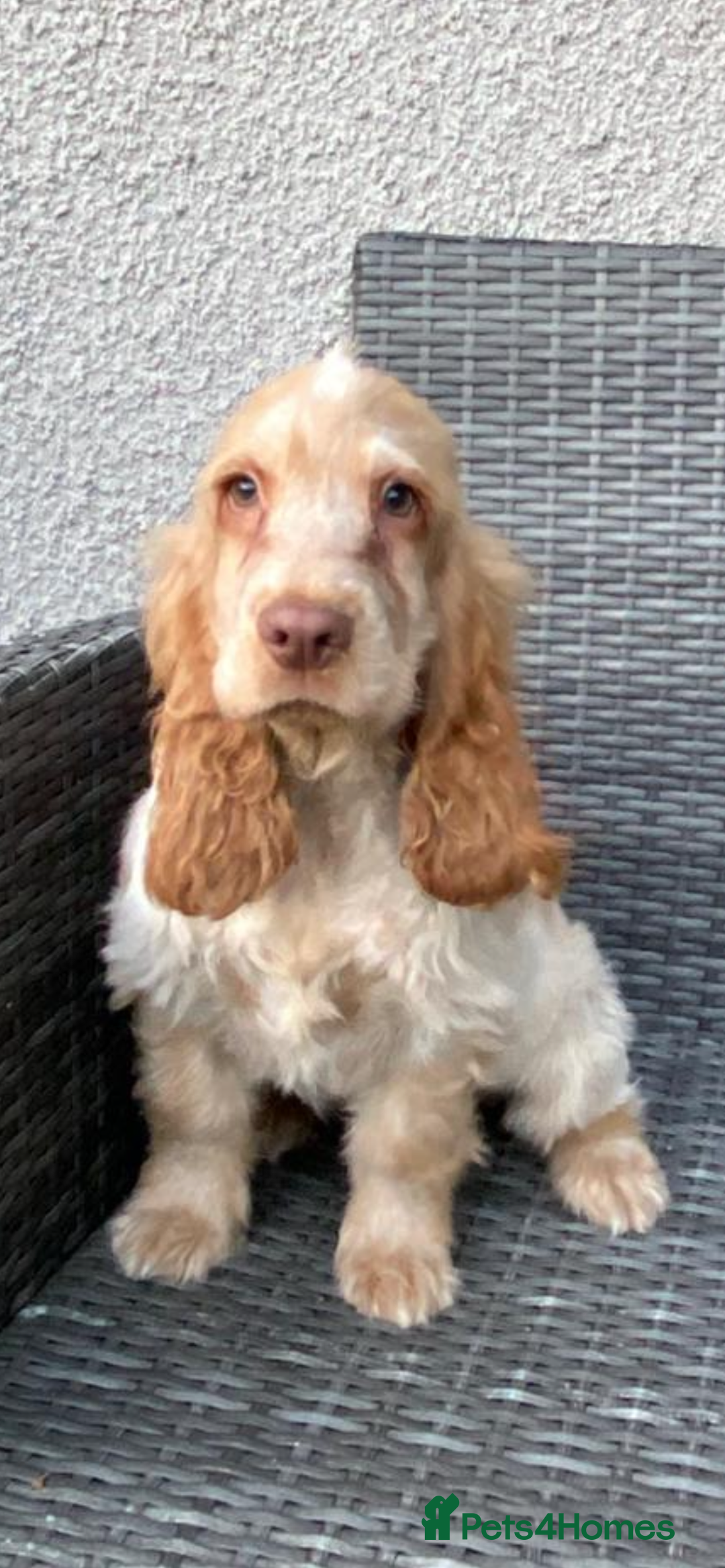 Cocker Spaniel dogs for sale: KC Registered Show Type Cocker Spaniel Pups - Image 2