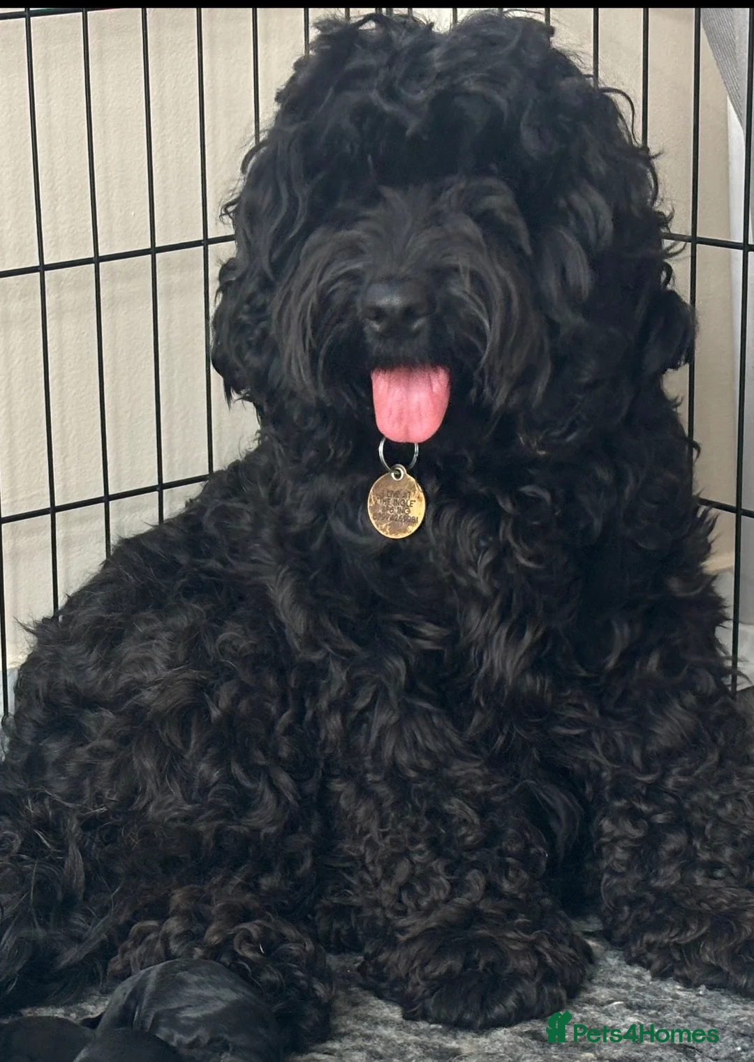 Cockapoo dogs for sale: ‼️ Attention Please ‼️ - Advert 1