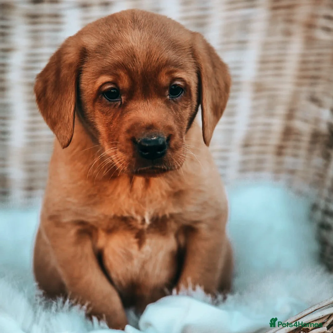 Labrador Retriever dogs for stud: HEALTH TESTED FOX RED LABRADOR (OFTW X FTCH)  in Grantham - Advert 9