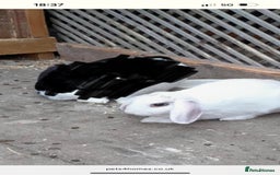 Mini Lop rabbits for sale: 3 mini lops for new homes  in Newark - Image 4
