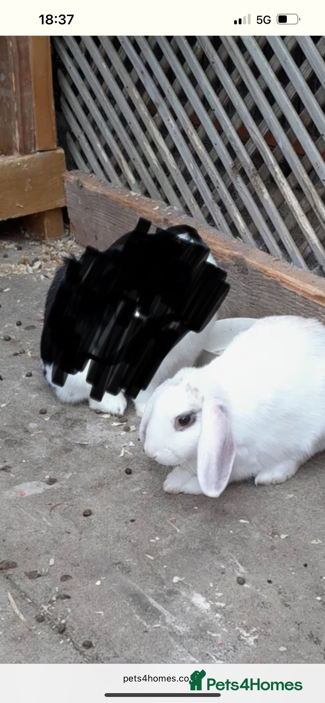 Mini Lop rabbits for sale: 3 mini lops for new homes  in Newark - Image 4