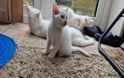 Mixed Breed cats for sale: White kittens. Ready Now. £150 each - Image 9