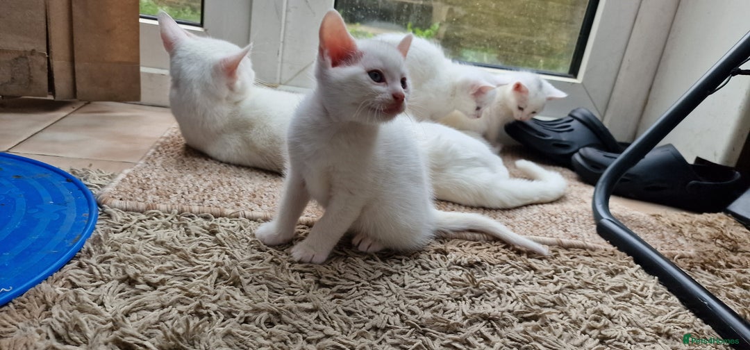 Mixed Breed cats for sale: White kittens. Ready Now. £150 each - Image 9