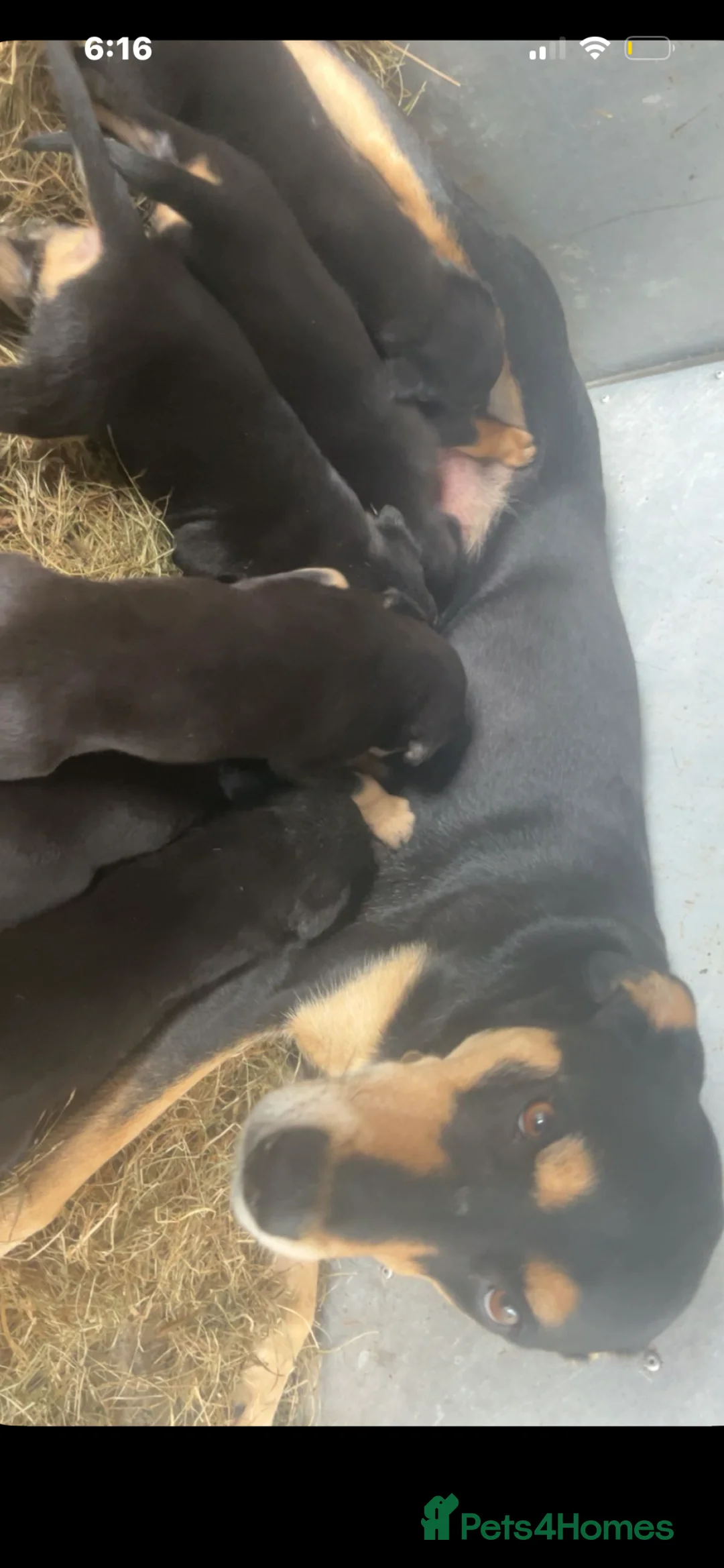 Mixed Breed dogs for sale: Beautiful puppies  - Advert 2