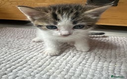 Mixed Breed cats for sale: Kittens for sale  - Image 9