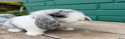 Mini Lop rabbits for sale: Beautiful mini lops - Advert 3