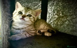 British Shorthair cats for sale: GCCF BSH Chinchilla Rare, Beautiful Kittens - Image 7