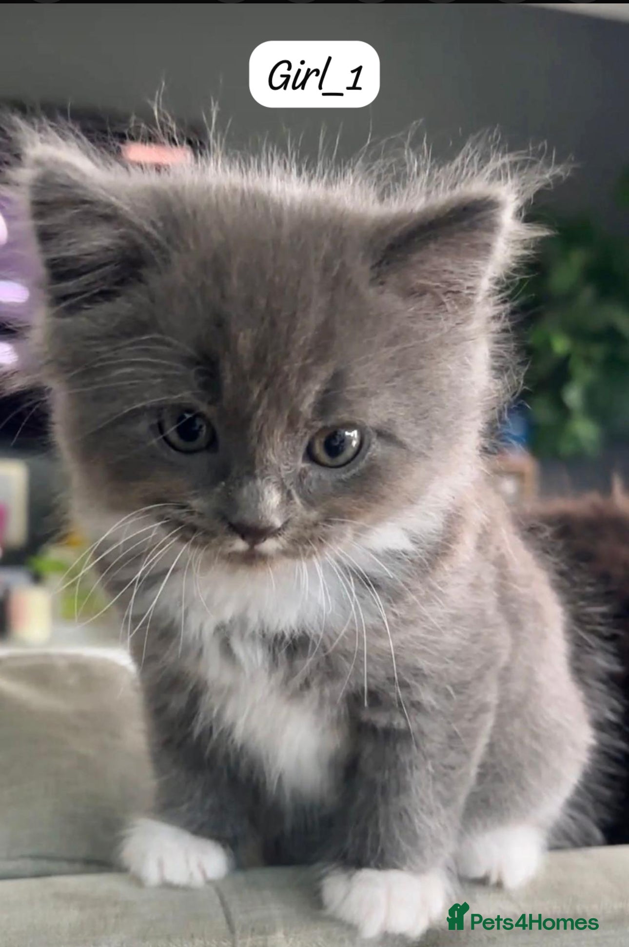 Mixed Breed cats Grey Long-Haired Female – British Blue Cross - Advert 1