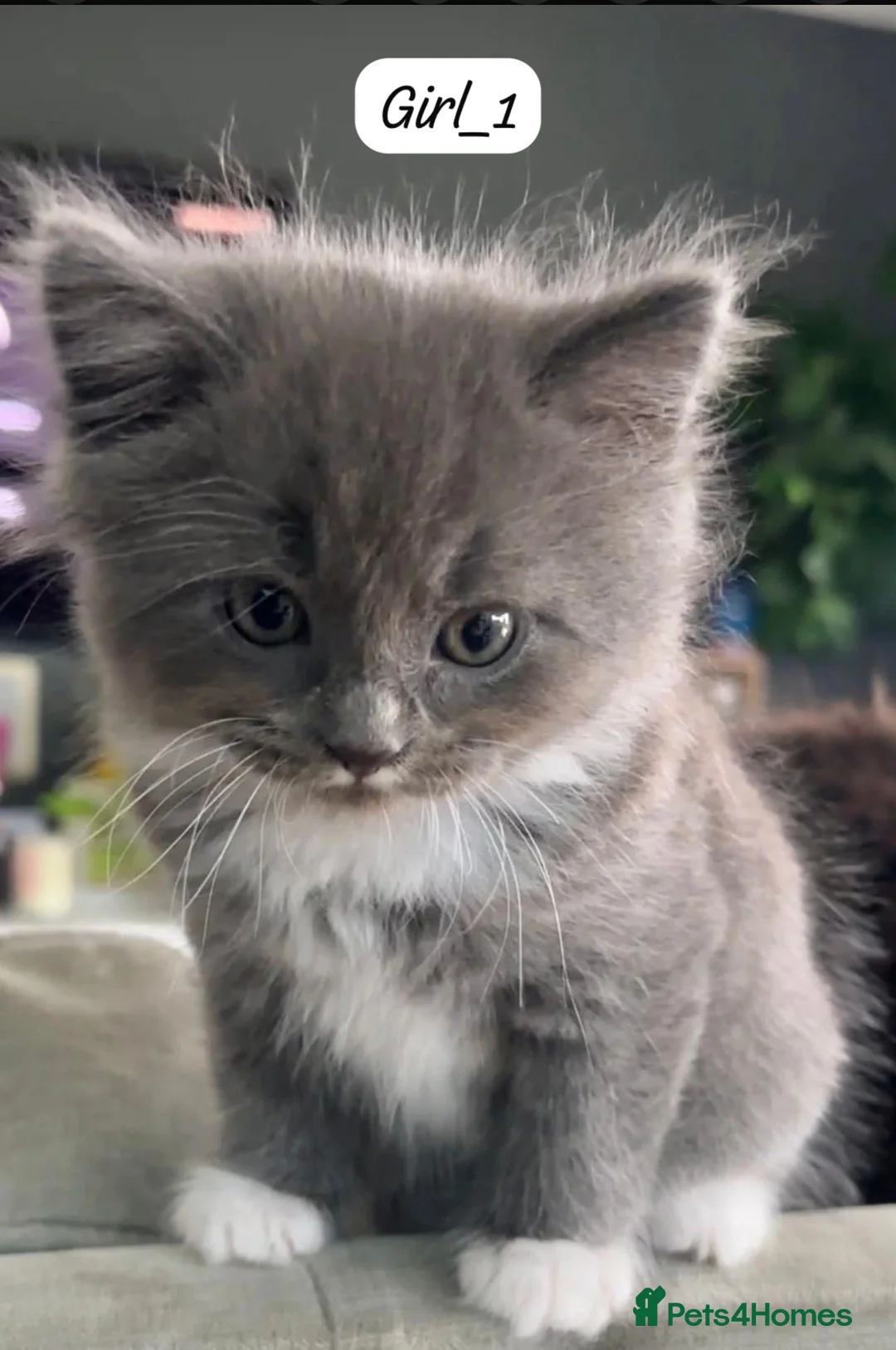 Mixed Breed cats for sale: Grey Long-Haired Female – British Blue Cross - Advert 1