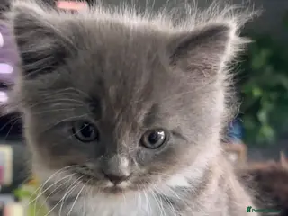 Mixed Breed cats Grey Long-Haired Female – British Blue Cross - Advert 13