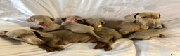 Miniature Dachshund dogs for sale: Miniature dachshund Isabella puppies  - Advert 10
