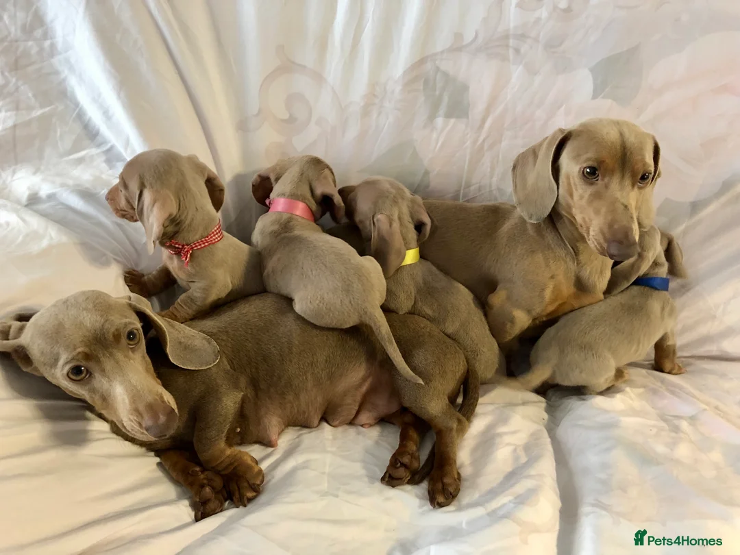 Miniature Dachshund dogs for sale: Miniature beautiful Isabella Girl 🩶🐾 - Advert 8