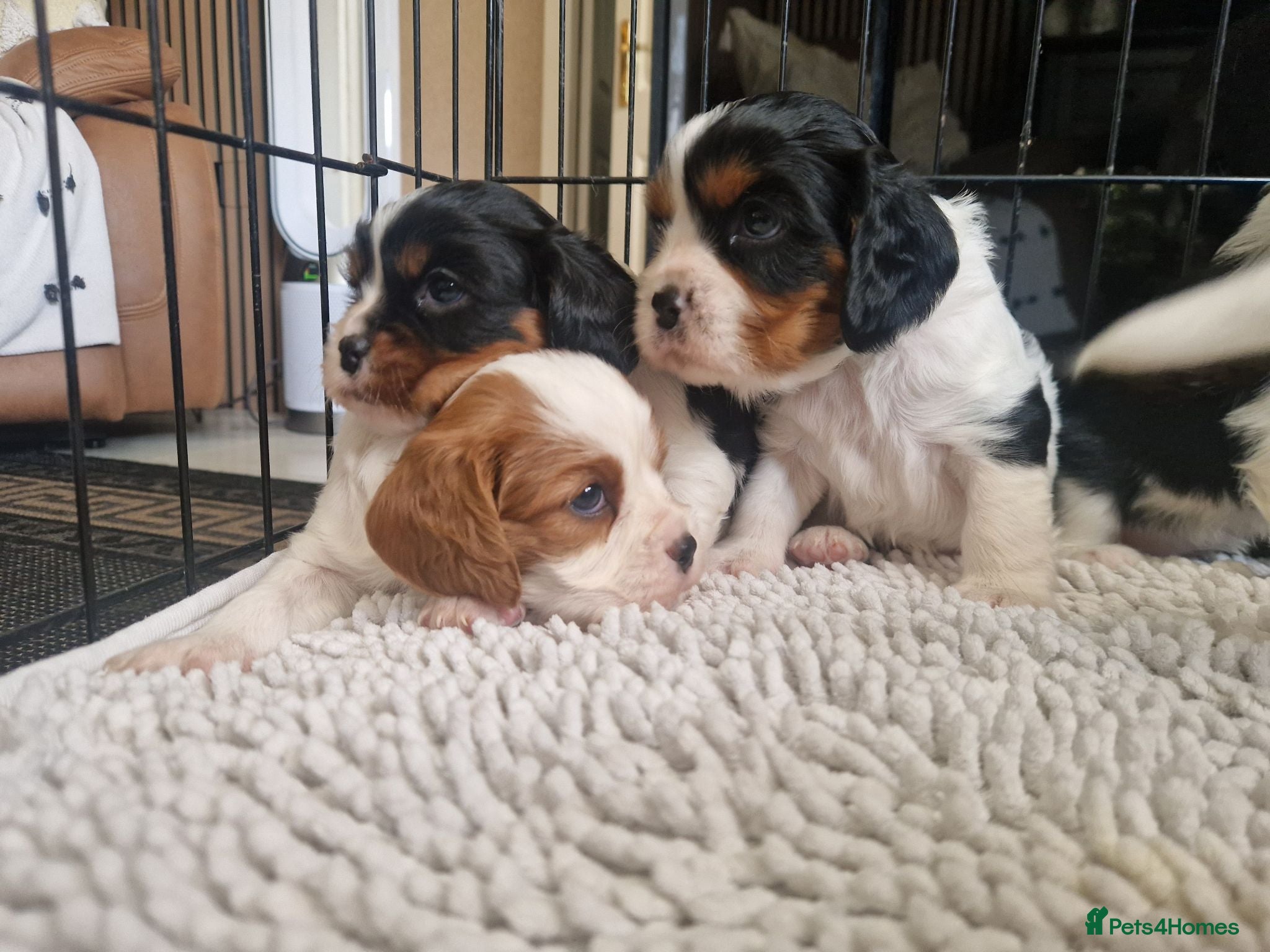 Cavalier King Charles Spaniel dogs Beautiful Cavalier King Charles Spaniel 7 Puppies - Advert 2