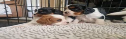 Cavalier King Charles Spaniel dogs for sale: Beautiful Cavalier King Charles Spaniel 7 Puppies - Advert 2