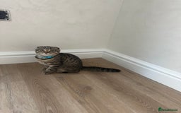 Scottish Fold cats for sale: We have a lovely Scottish Fold boy   - Image 4