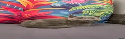 British Shorthair cats for sale: Bsh mix kittens  - Advert 16