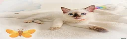 Ragdoll cats for sale: GCCF Registered Ragdoll Kittens - Advert 25