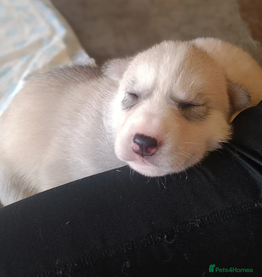 Siberian Husky dogs for sale: Beautiful litter of Siberian Huskies - Advert 4