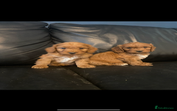 Cockapoo dogs for sale: Cockapoo - Image 19