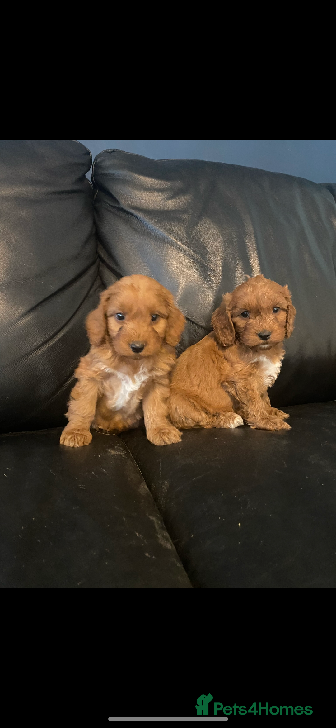 Cockapoo dogs for sale: Cockapoo - Image 19