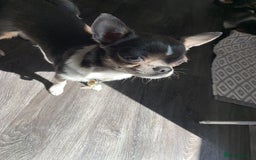 Chihuahua dogs for sale: Blue and white ** chihuahua  - Image 6