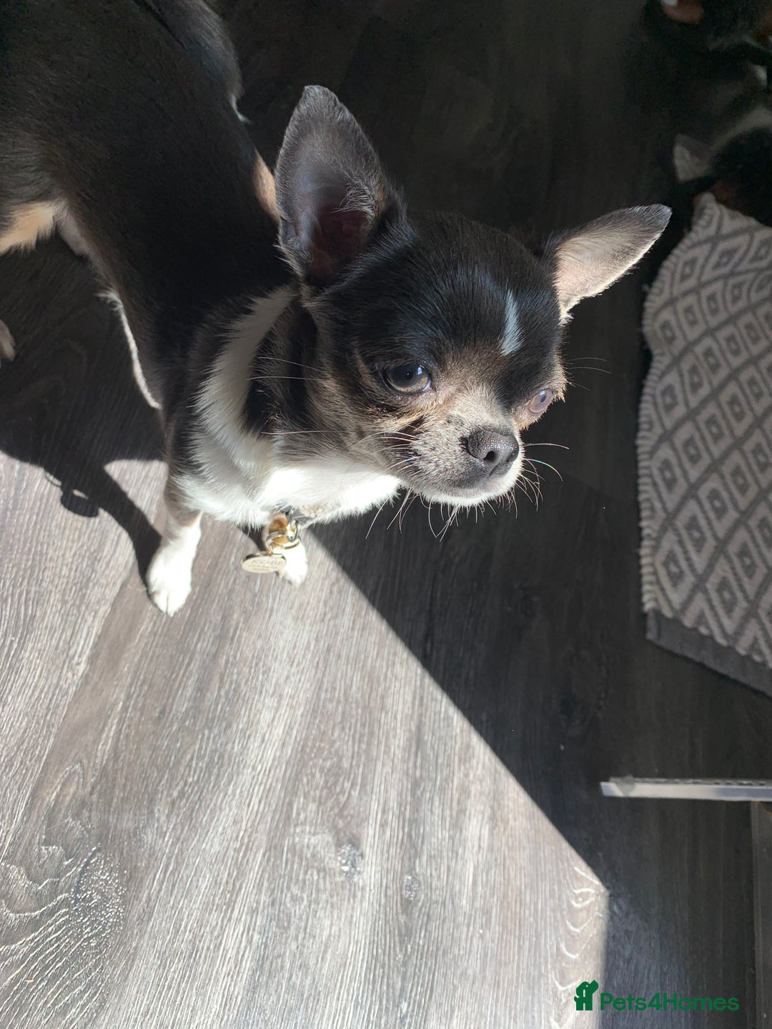 Chihuahua dogs for sale: Blue and white ** chihuahua  - Image 6