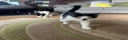 Mixed Breed cats for sale: Gorgeous black and white male kitten  - Advert 5