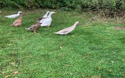 Ducks poultry for sale: Runner ducks, various ages - Image 4