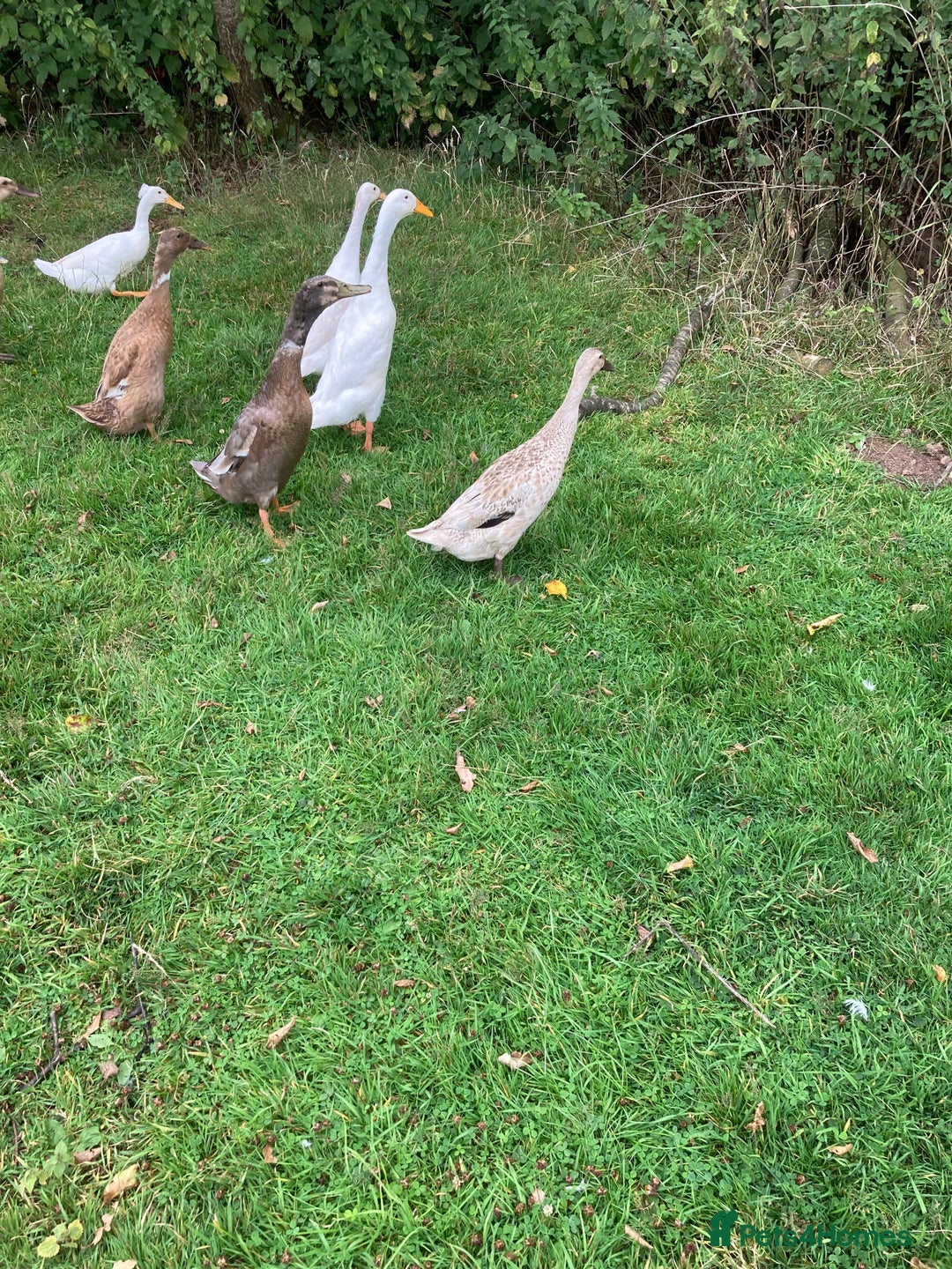 Ducks poultry for sale: Runner ducks, various ages - Image 4