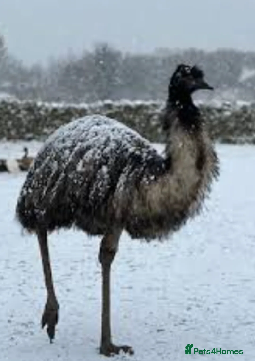 Emus poultry for sale: Emu for sale  - Advert 2