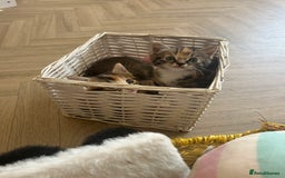 Mixed Breed cats for sale: Four mixed bread kittens  - Image 4