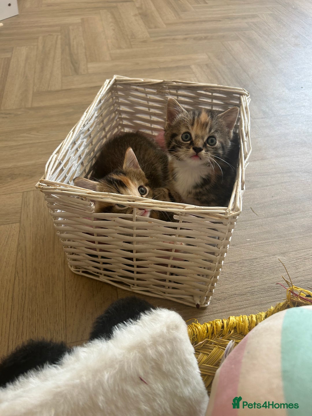 Mixed Breed cats for sale: Four mixed bread kittens  - Image 4