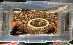 Rat rodents for sale: Young rats 🐀  - Image 2