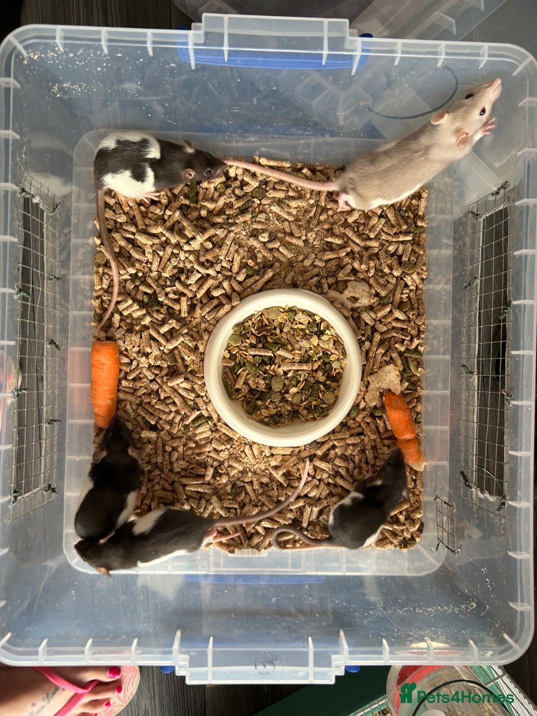 Rat rodents for sale: Young rats 🐀  - Image 2