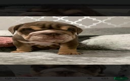 English Bulldog dogs for sale: Lilac male English bulldog - Image 3