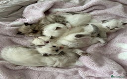 Ragdoll cats for sale: Cherubim Ragdoll Kittens TICA Mink Lynx - Image 21