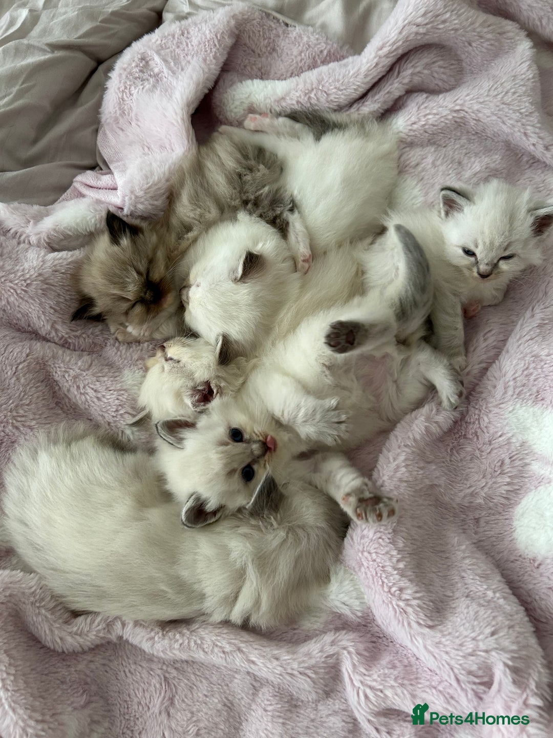 Ragdoll cats for sale: Cherubim Ragdoll Kittens TICA Mink Lynx - Image 21