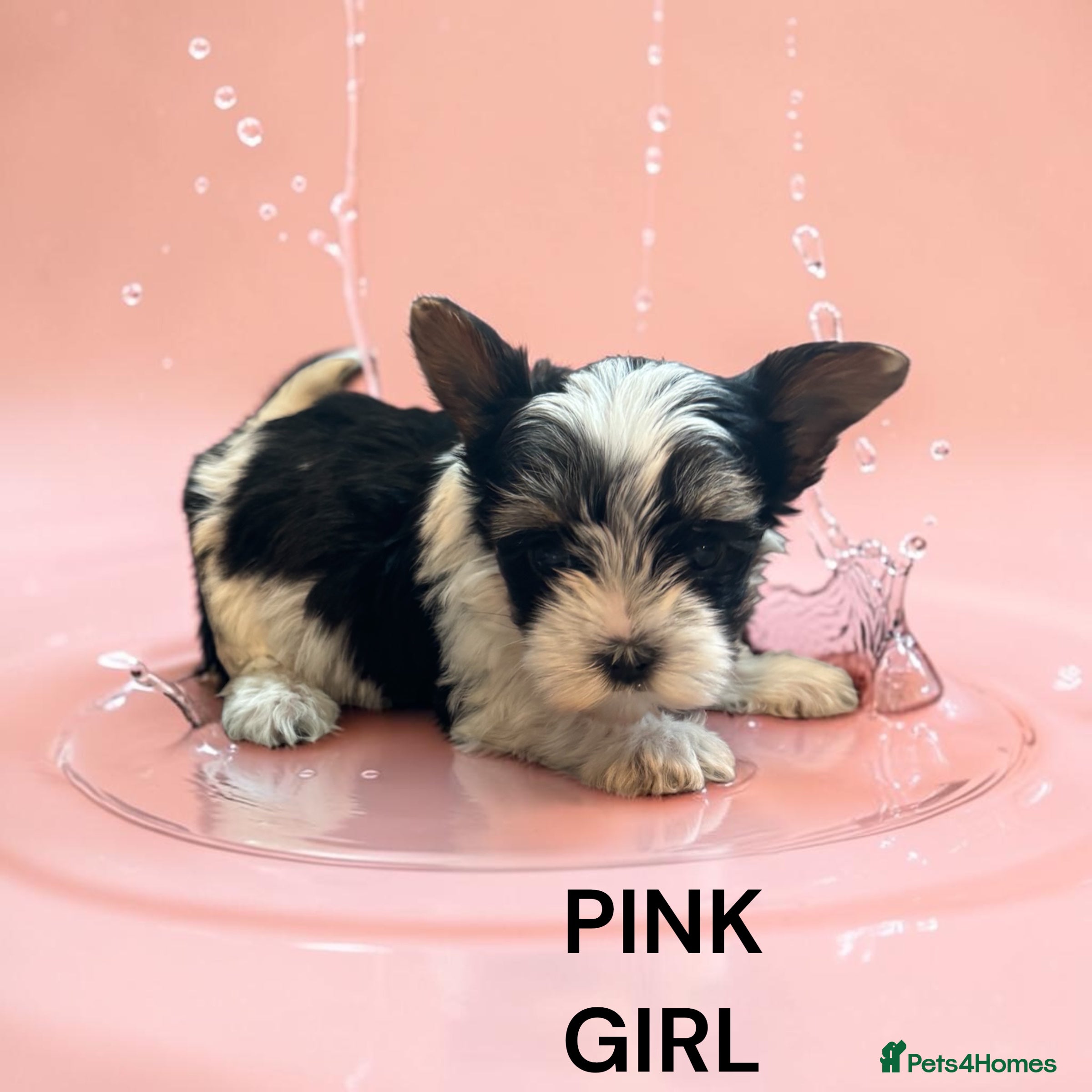 Yorkshire Terrier dogs for sale: beautiful  - Advert 6