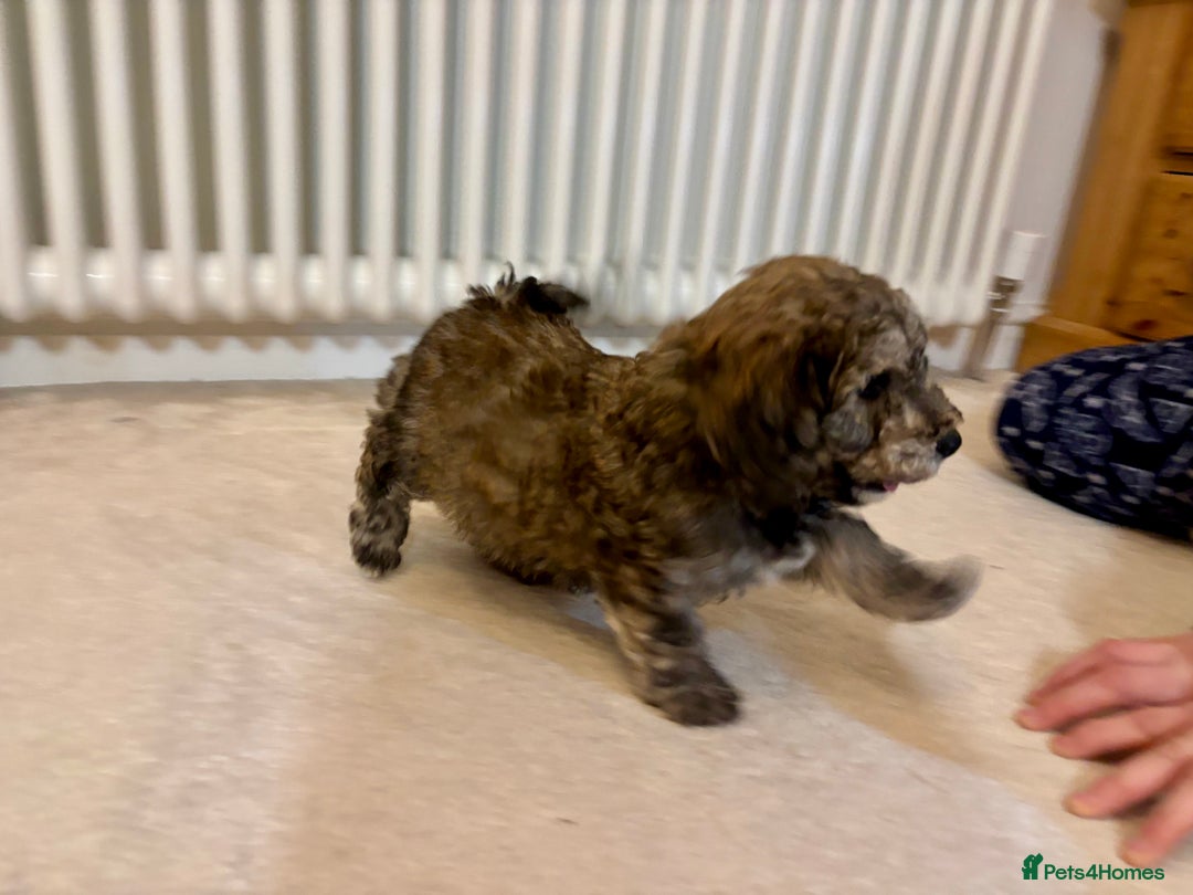 Poochon dogs for sale: Stunning Rare Phantom True Miniature Poochons - Advert 5