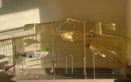 Canaries birds for sale: Mosaic Canary - Image 3