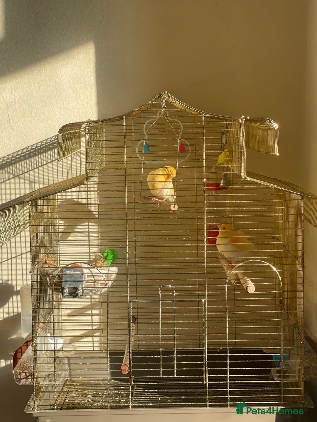 Canaries birds for sale: Mosaic Canary - Image 3