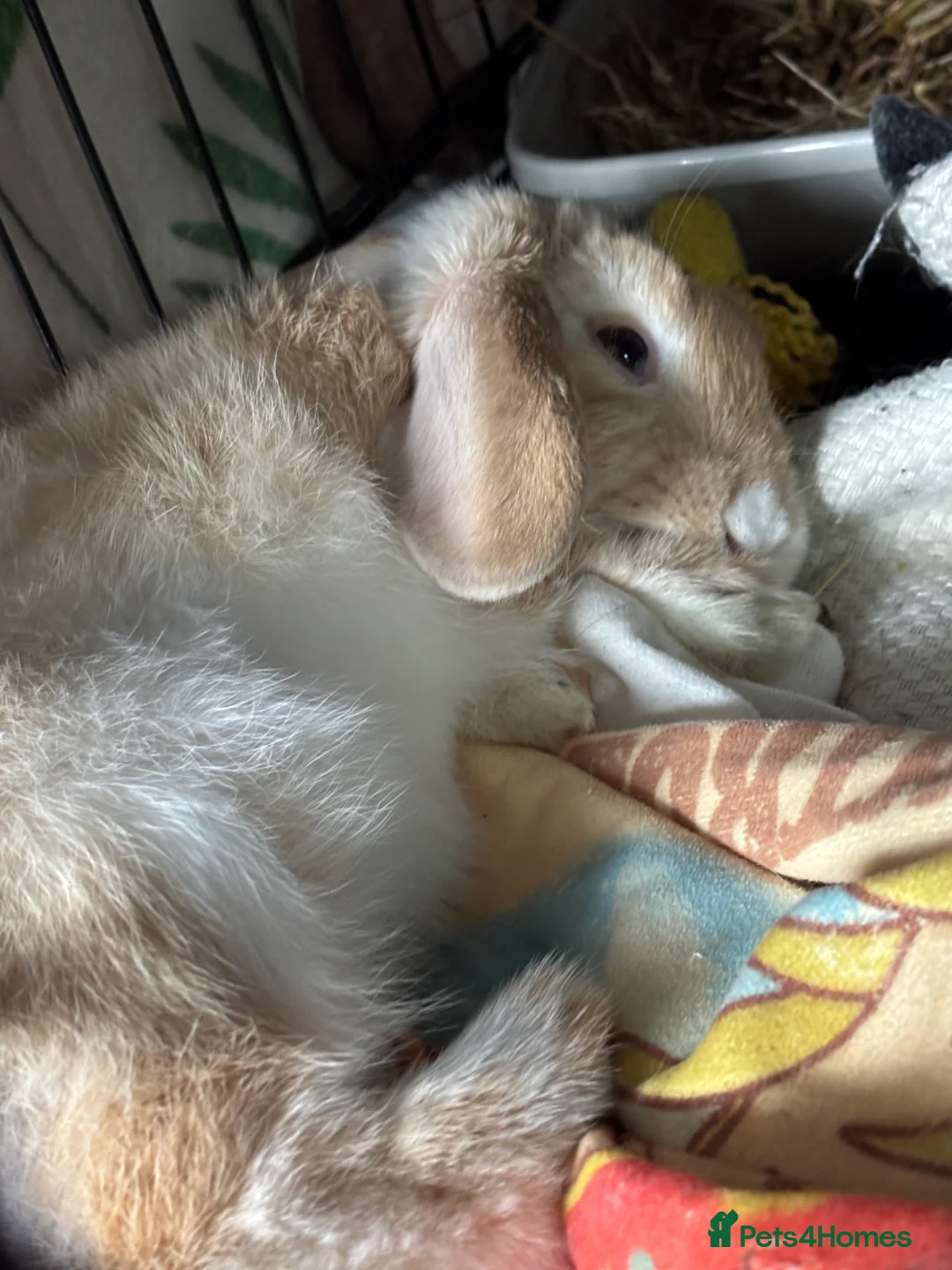 Mini Lop rabbits for sale: 2 mini lops for rehoming  - Advert 2