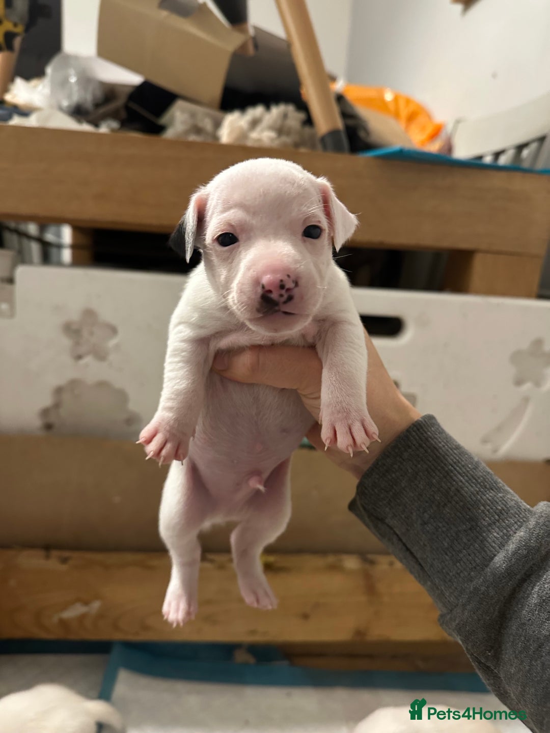 Jack Russell dogs for sale: Jack Russel puppy’s  - Advert 4