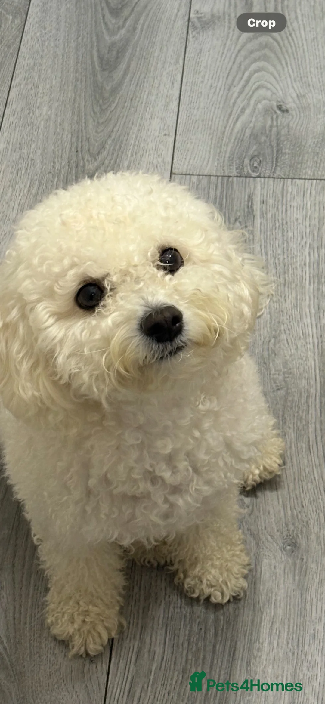 Mixed Breed dogs for sale: Cockapoochon  - Advert 1