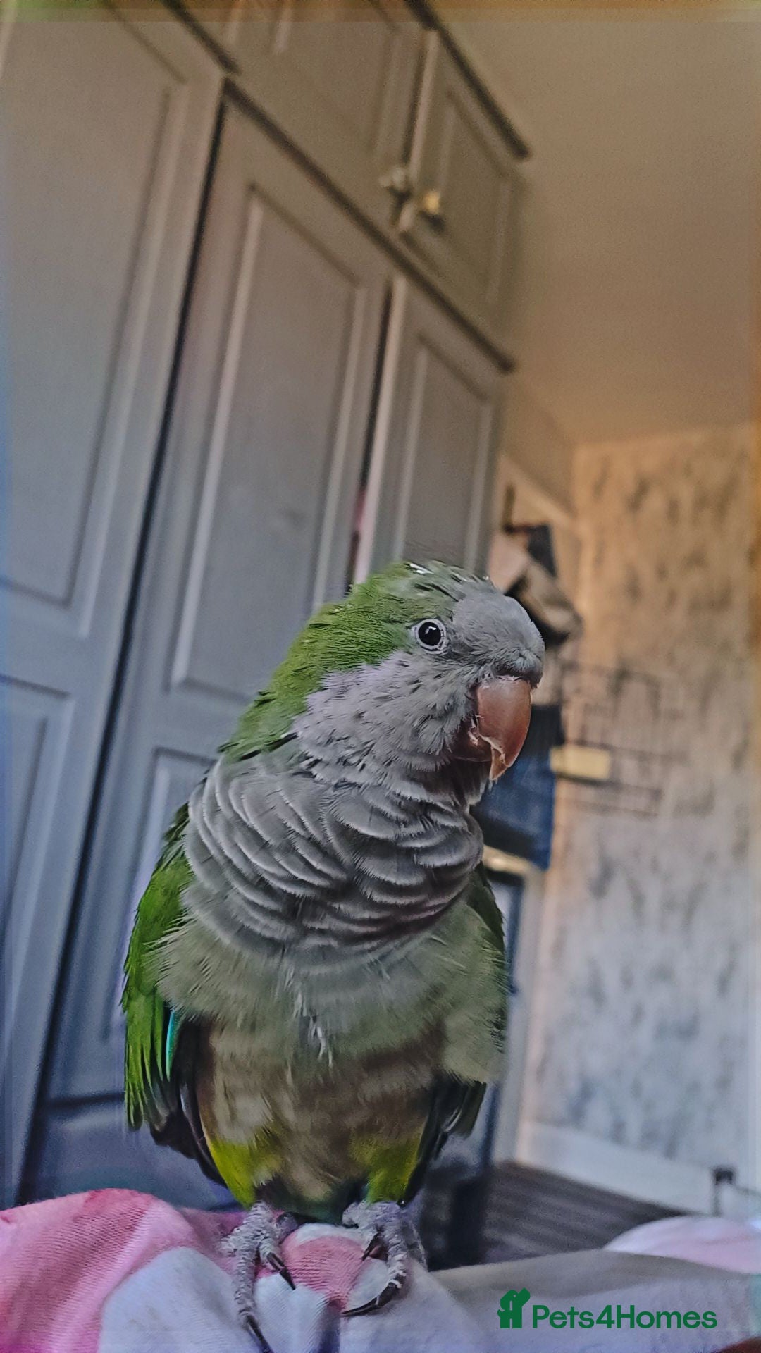 Parrots birds for sale: Hand Tame Quaker Parrot - Image 3