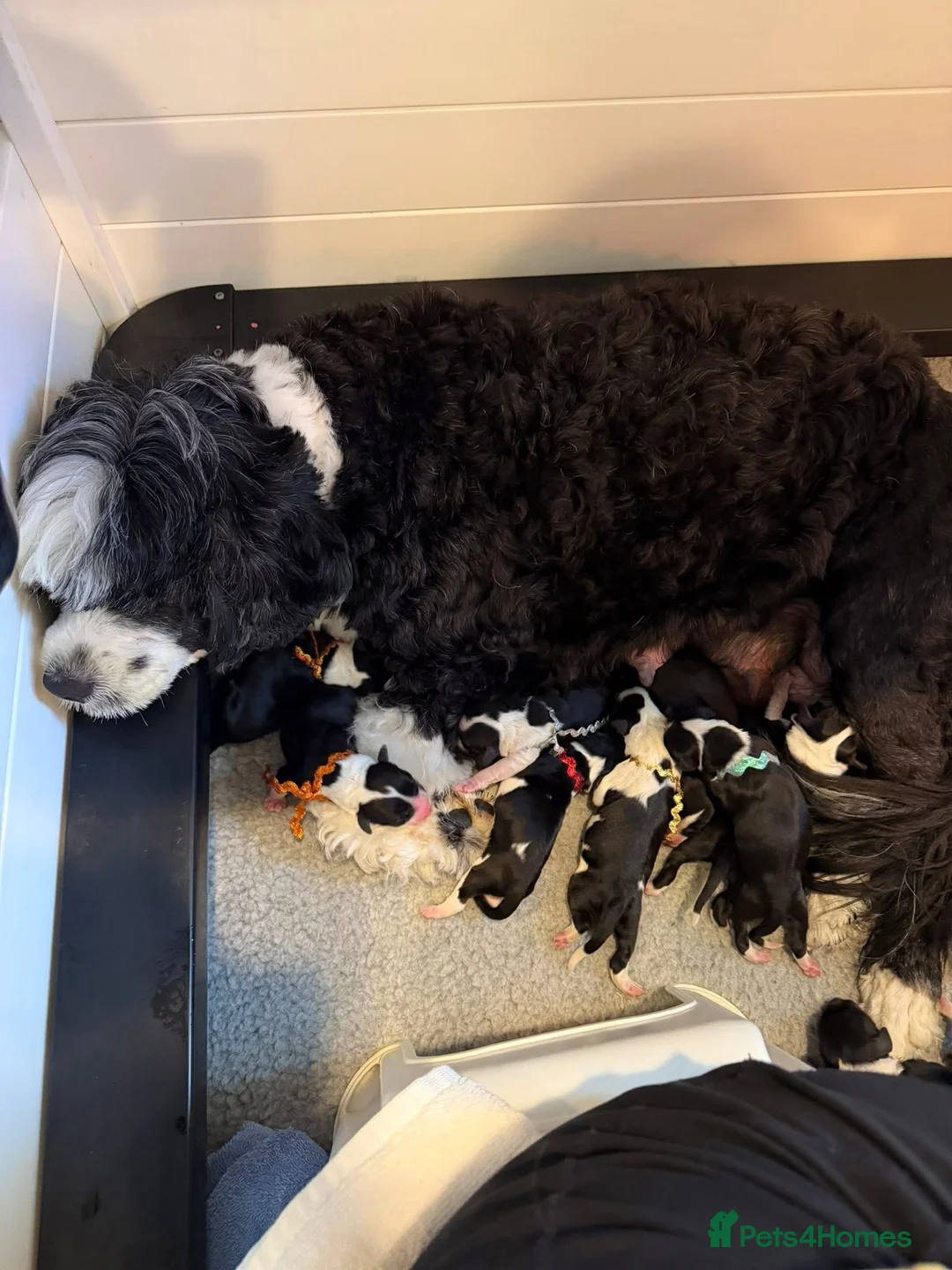 Portuguese Water Dog dogs for sale: 3 pups remaining * beautiful litter PWD PUPPIES 🤩 in Blackpool - Advert 2