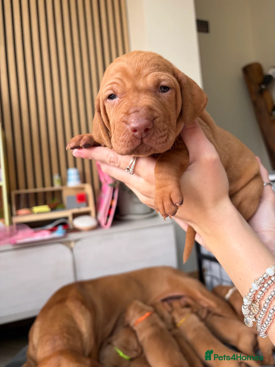 Hungarian Vizsla dogs for sale: Homebred beautiful vizslas - Advert 10